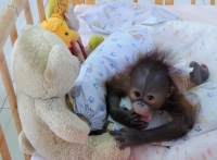 Букит Мерах. Дитя орангутангов. Baby Orangutan.