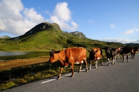 Коровы Норвегии. Norwegian Cows. 1