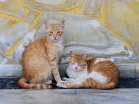 Gatos de Tenerife