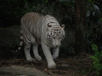 Тигр белый. White Tiger.