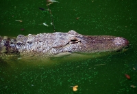 krokodila