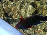 Шарм-Эль-Шейх. Рыбы1. Sharm-El-Sheikh. Fishes1
