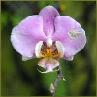 Одноглазый орхидей