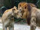 Поговорим ? Лев и львица. Зу Негара. Zoo Negara.