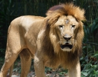 Портрет Льва. Lion Portrait.