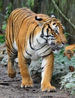 Портрет тигра. Tiger Portrait.