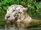 Приплыли :). Белый тигр. Зоопарк в Куала-Лумпуре. White Tiger.