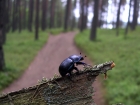 Жук. Beetle.