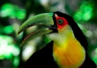 Портрет Тукана. Парк птиц Игуасу. Бразилия. Portrait of Toucan. Iguazu Bird Park. Brasil.