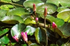 Лилии в пруду. Lilies in a pond