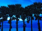 Пальмы на закате. Пхукет. Sunset Palms.
