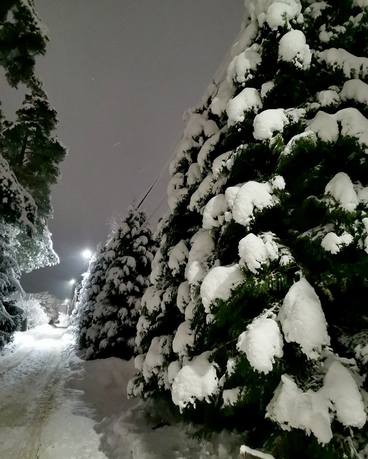 Окрестности Петербурга. Конец декабря 2023г. 1 - IMG_20231229_074141F.jpg
