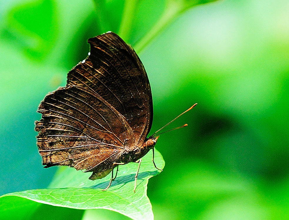 бабочка. Пенанг. Butterfly. Penang Butterfly Farm. 3