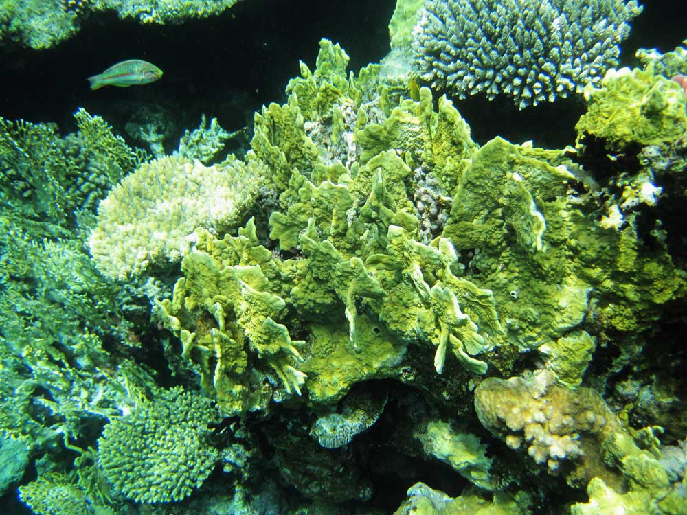 Красное море. Red Sea. 7