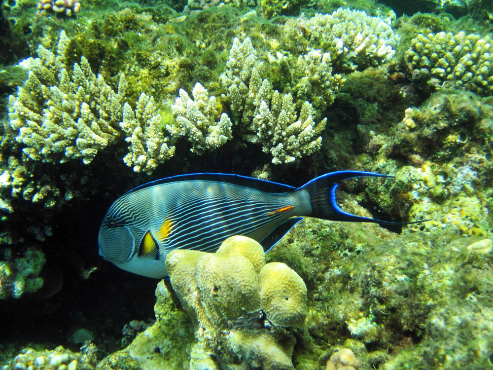 Красное море. Red Sea. 10