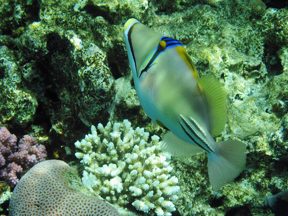 Красное море. Red Sea. 19