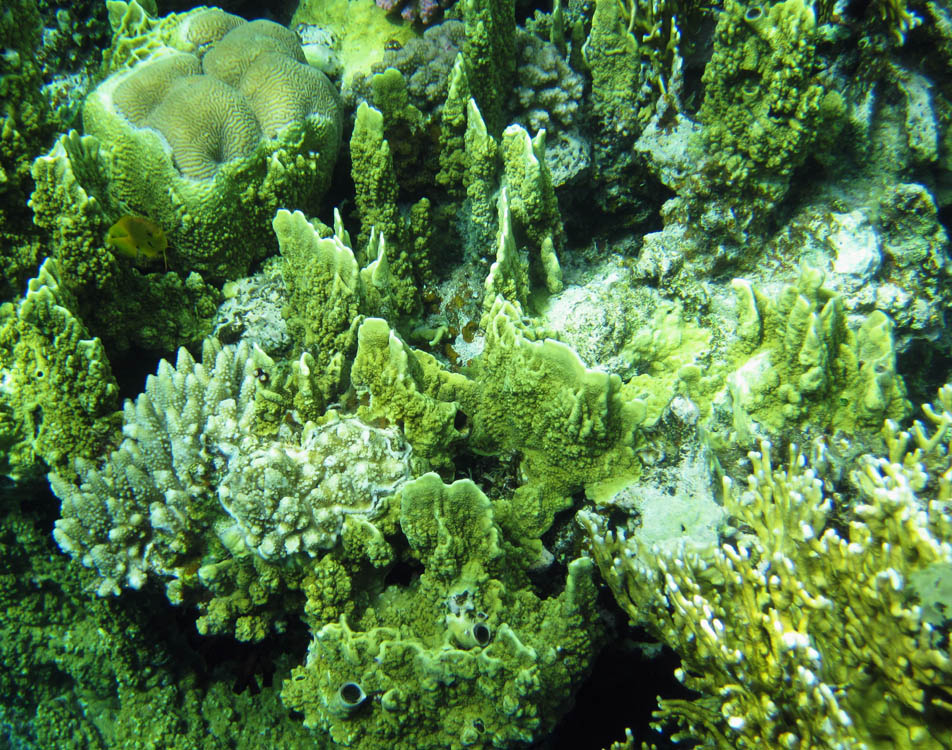 Красное море. Red Sea. 17