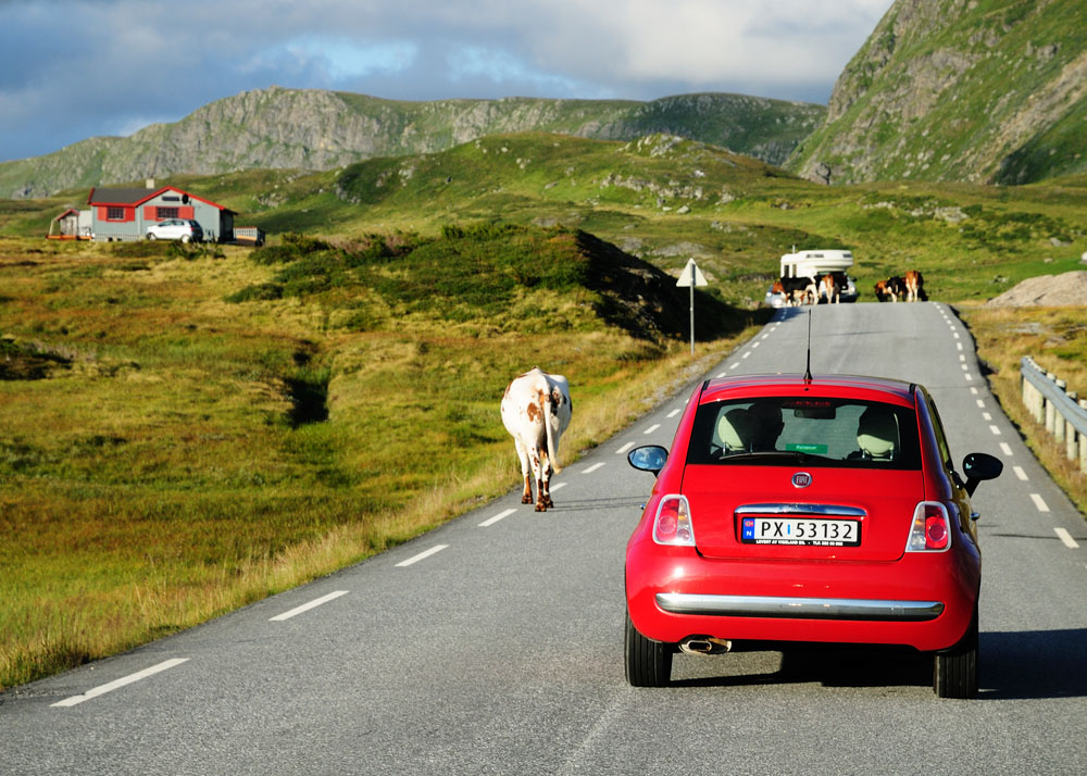 Коровы Норвегии. Norwegian Cows. 2