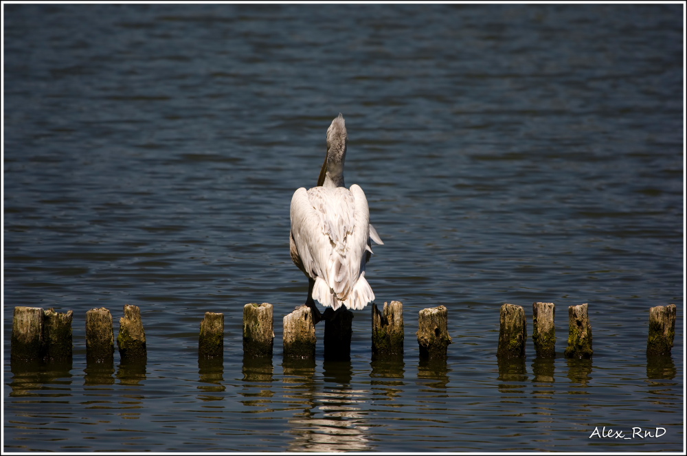 Alone...