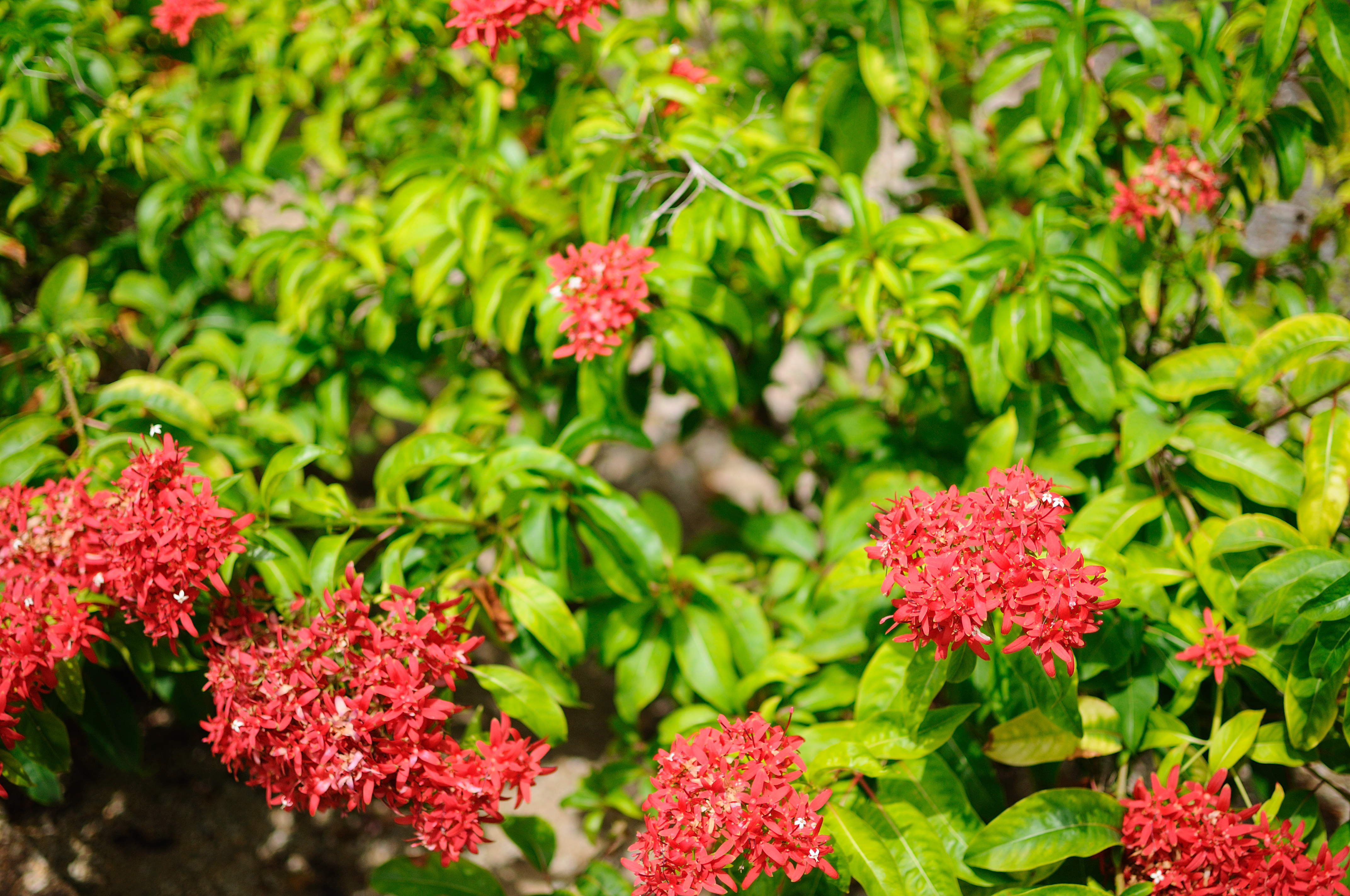 Nikon D300+Nikon AF-S Nikkor 35mm f/1.8. ISO200,35mm,f/1.8,1/5025,Jpeg