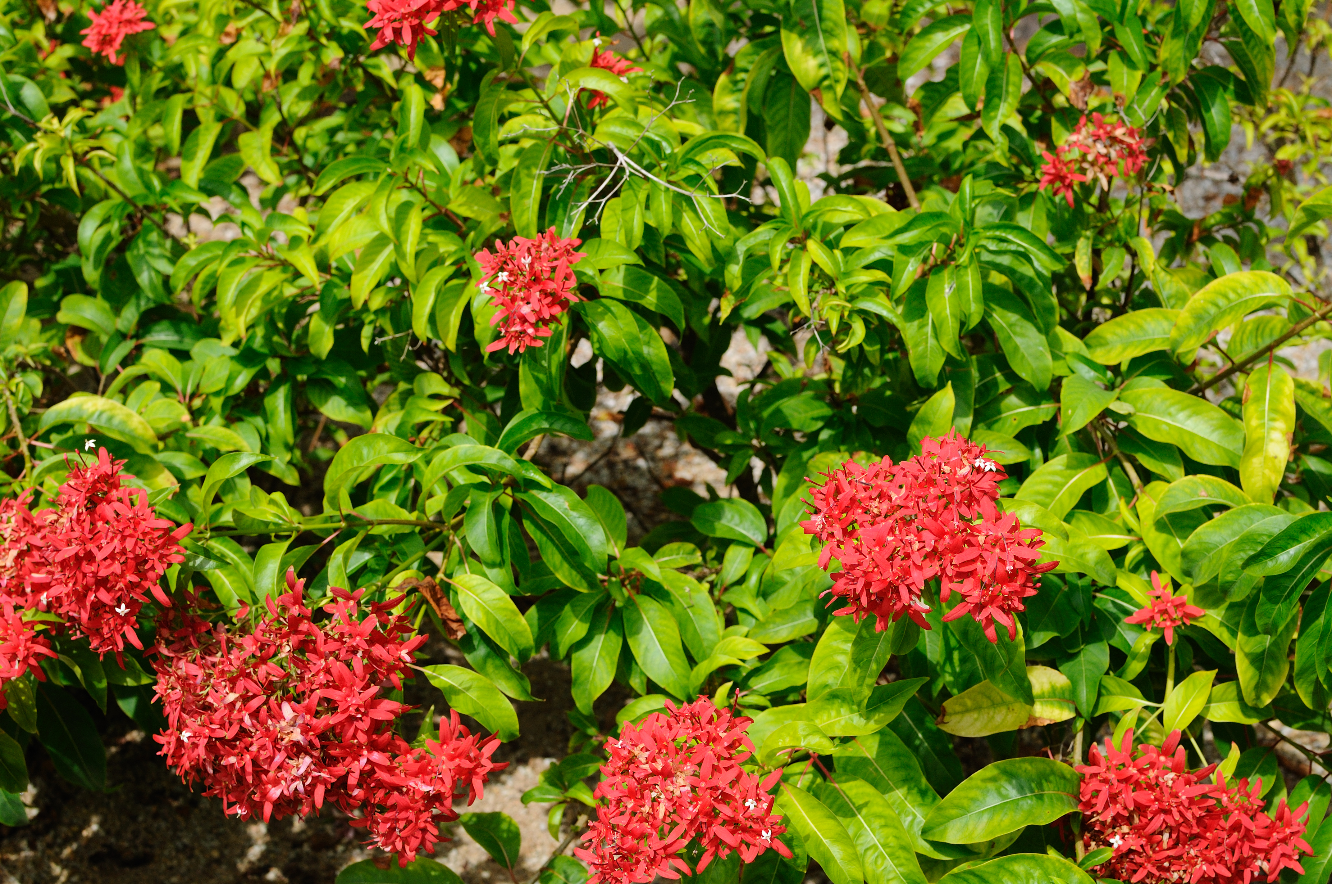 Nikon D300+Nikon AF-S Nikkor 35mm f/1.8. ISO200, 35mm, f/5.6, 1/640 Jpeg