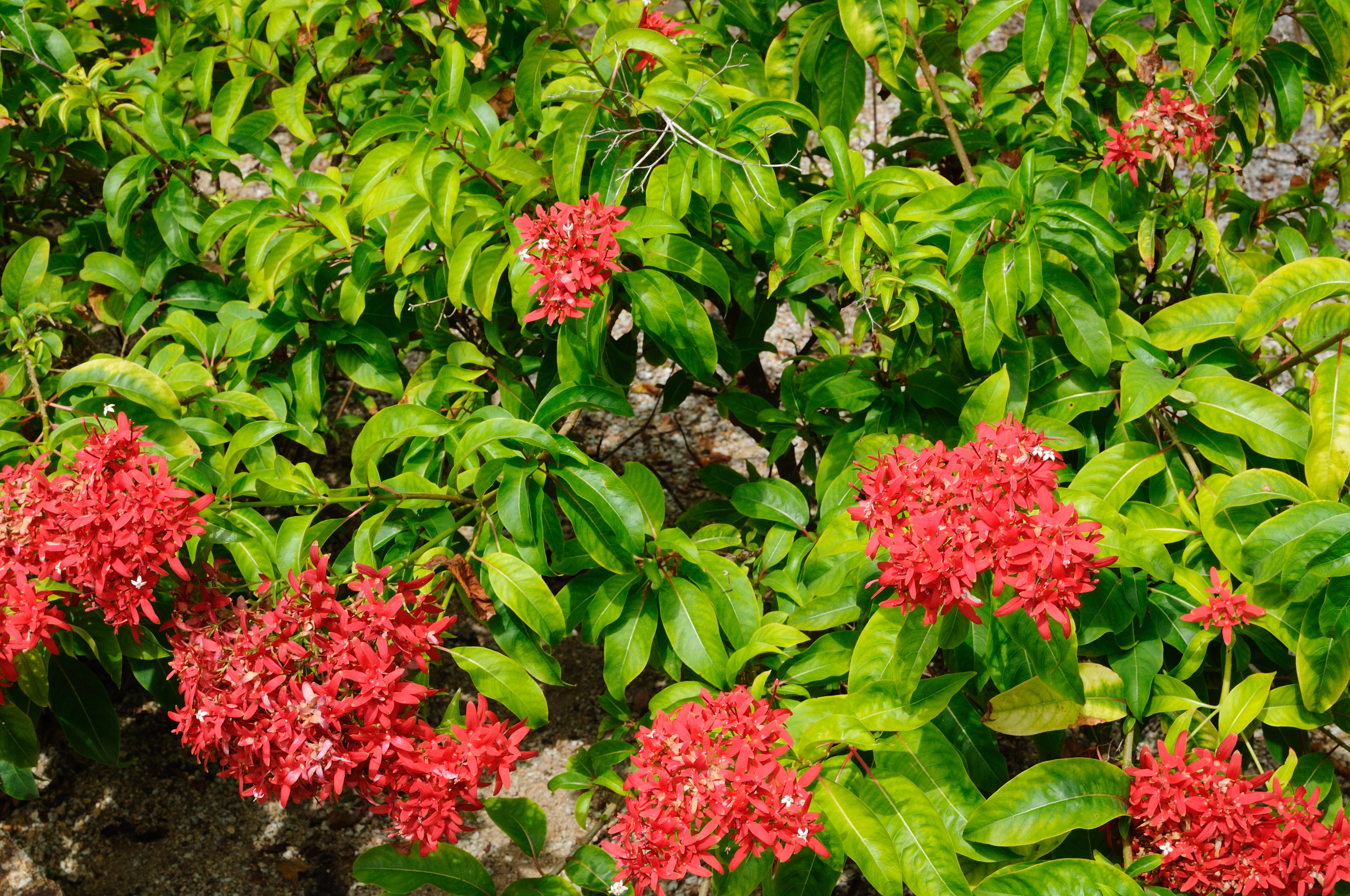 Nikon D300+Nikon AF-S Nikkor 35mm f/1.8. ISO200, 35mm, f/11, 1/125 Jpeg