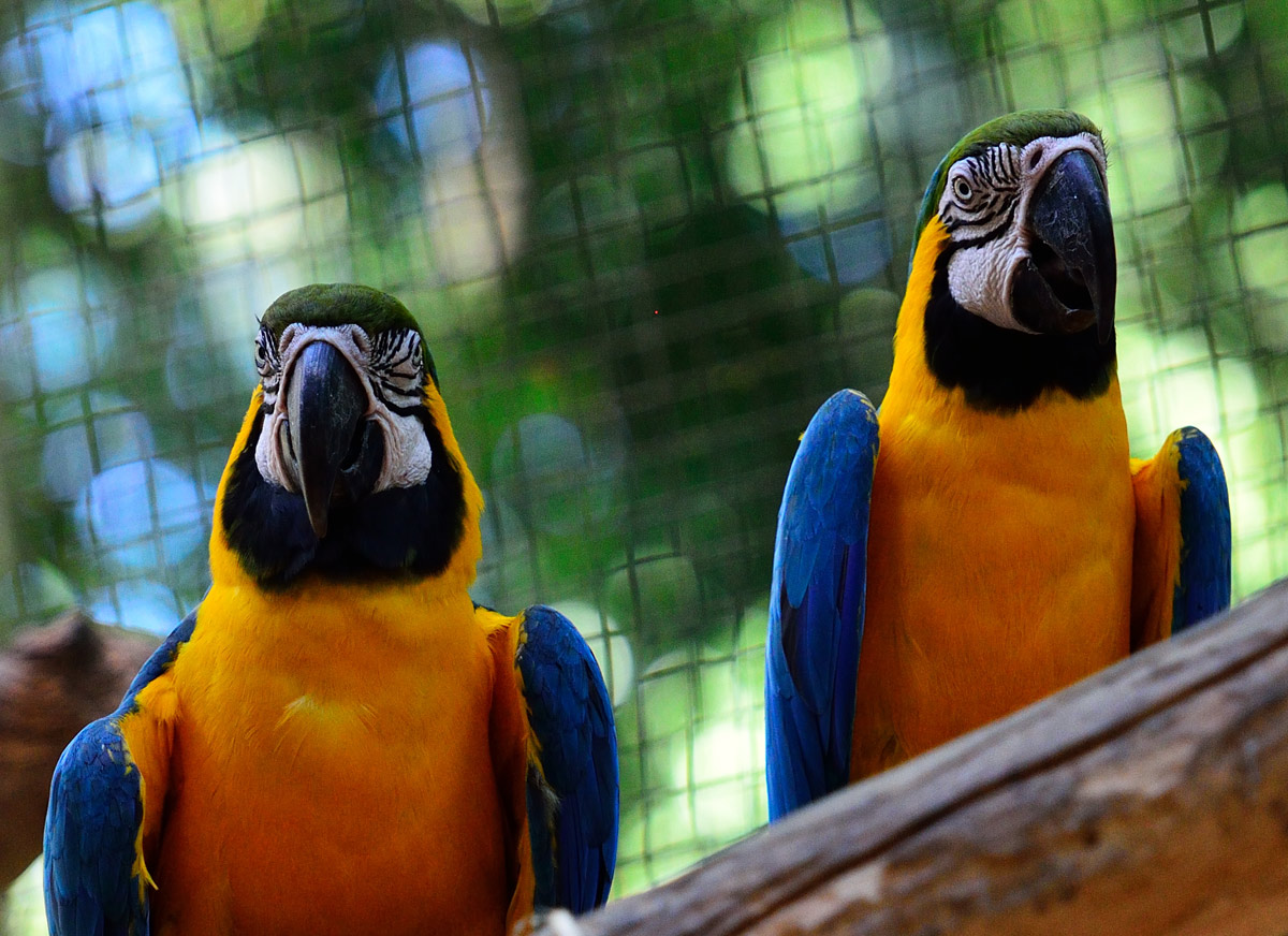 Смотрящие :). Попугаи. Игуасу. Парк Птиц. Parrots. Iguasu. Bird Park. 7