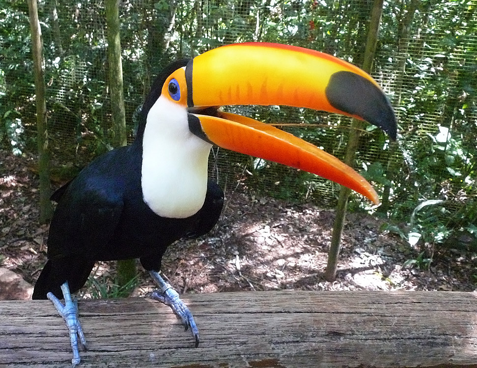 Тукан. Tucan.