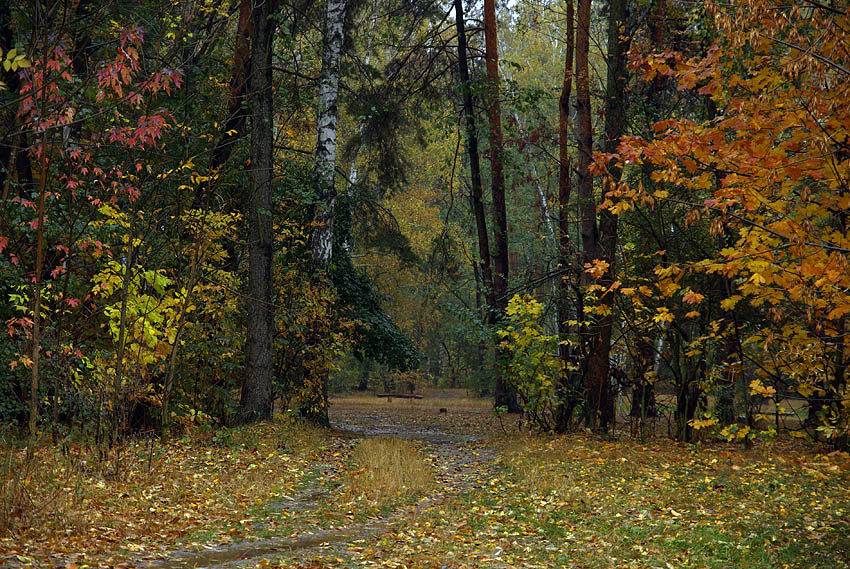 Осенний лес