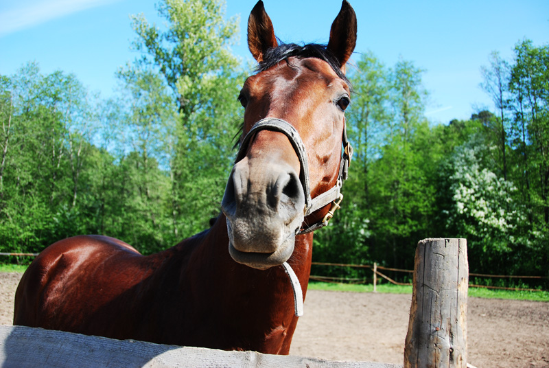 Лошадь. Horse.