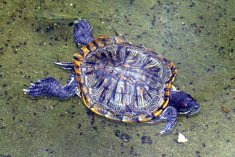 Черепаха. Terrapin.