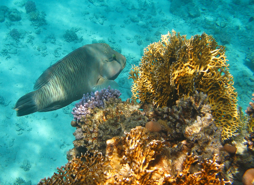 Рыба Наполеон. Egypt. Red Sea.