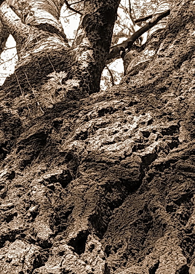 moj variant kadrirovaniya snimka Bukoffa