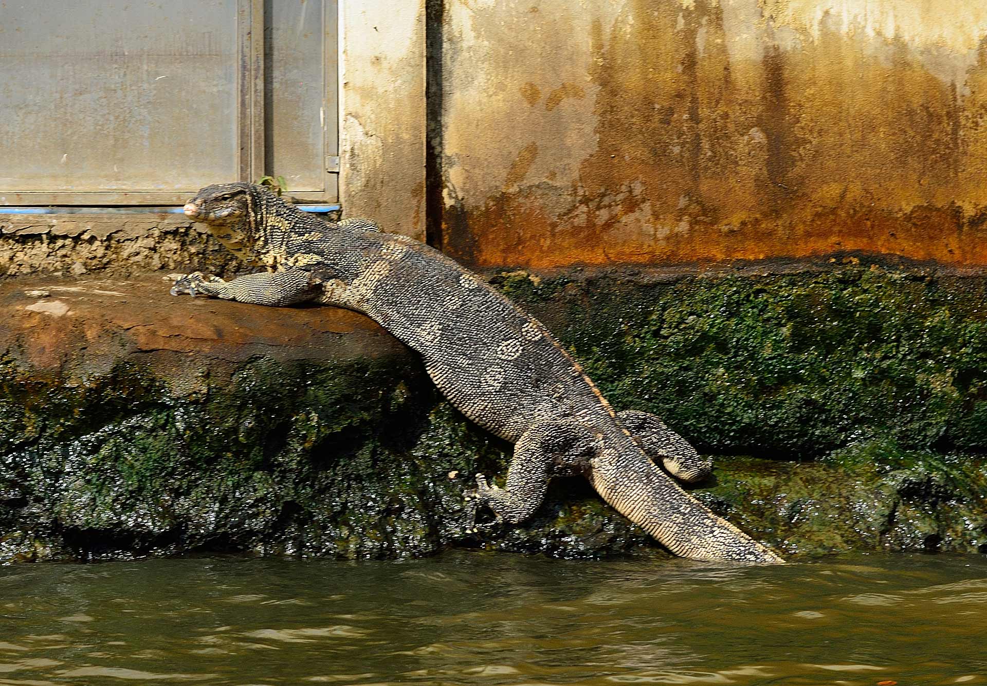 Lizard. Bangkok