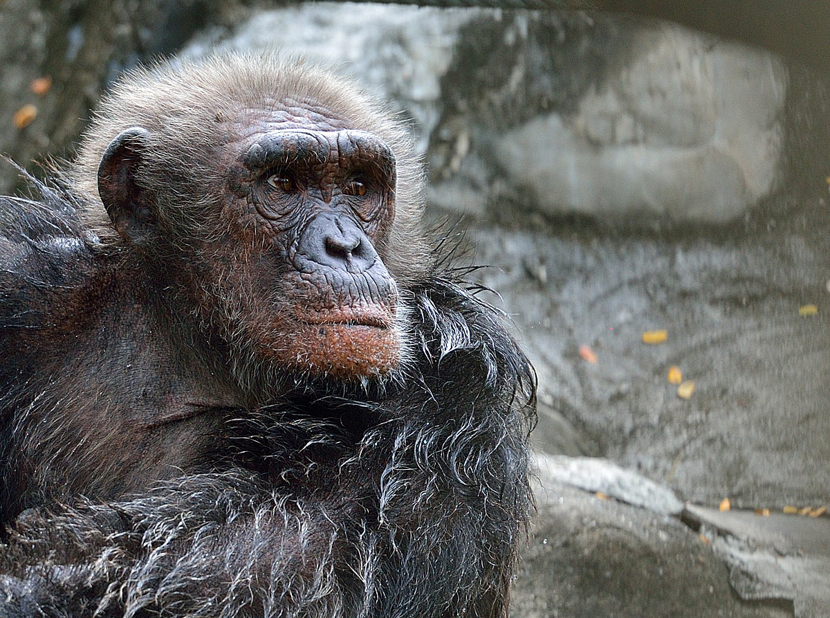 Командир взвода ОБЕЗЯН :). Bangkok. Dusit ZOO. Monkey.