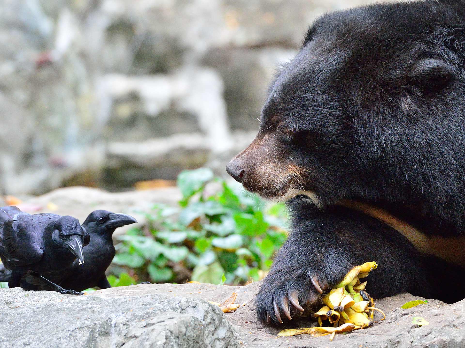 Вы что, совсем ...Бангкок. Зоопарк Дусит. Dusit ZOO. Bear.