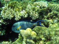 Красное море. Red Sea. 10