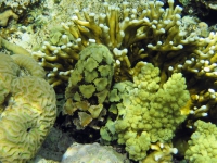 Красное море. Red Sea. 11