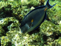 Красное море. Red Sea. 15.