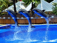 Дельфины. Пальмитос парк. Dolphins. Palmitos Park.