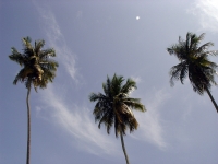 Три пальмы на плющихе