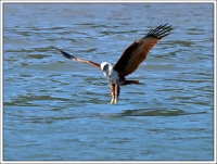 Langkawi Eagle 2