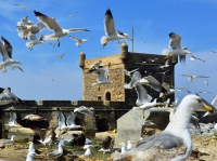 Эс-Сувейра. Порт. Essaouira. Port.