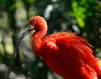 Фламинго. Парк птиц. Игуасу. Flamingo. Bird Park. Iguasu.