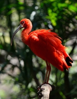 Фламинго. Парк Птиц. Игуасу. Flamingo. Iguasu Bird Park.