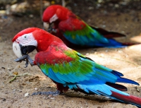 Попугаи. Игуасу. Парк птиц. Parrots. Iguasu. Bird Park. 3