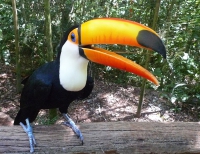 Тукан. Tucan.