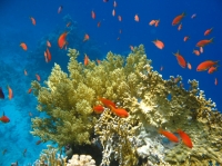 Коралл и его обитатели