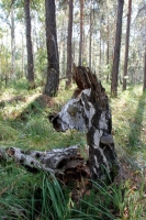 Зебра в Уральском лесу