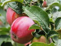 Питерские яблоки. Apple.
